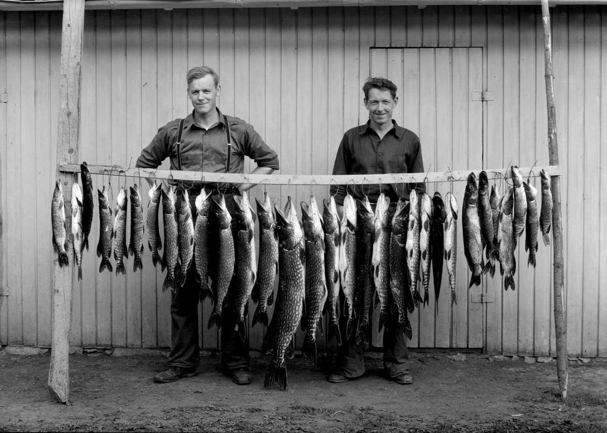 Hamar, mjøsfisker Bjarne Ilseth til venstre og Otto Hansen med stor gjeddefangst, 31 gjedder, Gjeddene ble tatt i løpet av ei natt med fiskegarn og skyting med børse i Åkersvika,