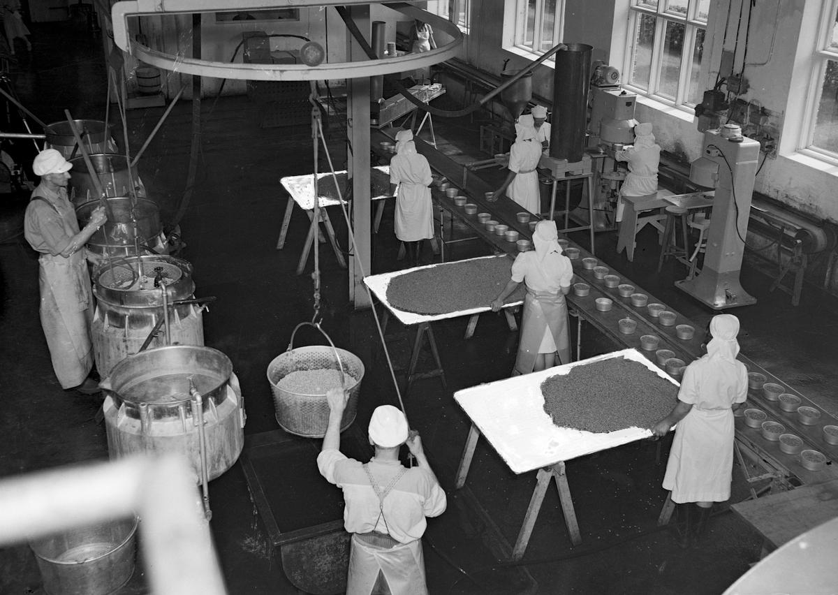 Oplandske Konservesfabrikk i Brumunddal, erter blir fylt i hermetikkbokser før de blir hermetisert. Foto Normann 27. 07. 1949. 