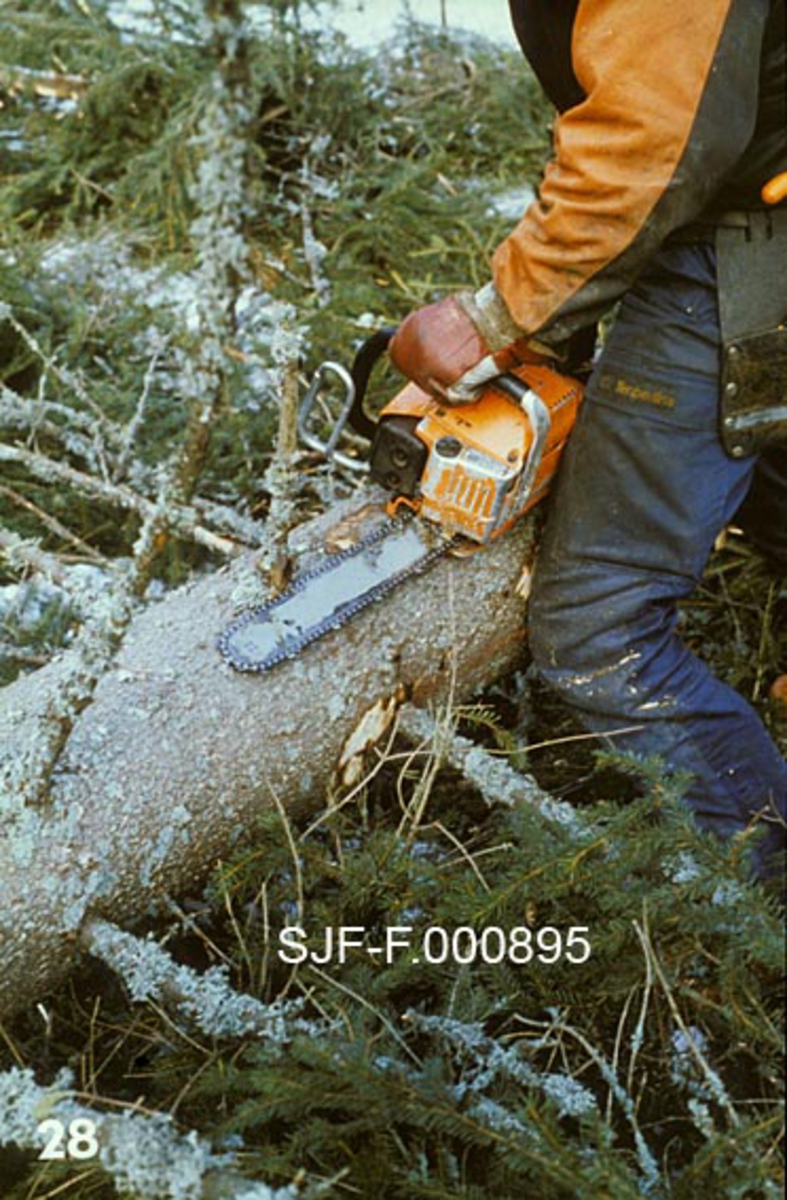 Kvisting av granstamme med motorsag.  Fotografiet viser hvordan skogsarbeideren kapper kvist på oversida av den felte stammen ved å legge saga parallelt med stammen og kappe med oversida av sverdet.  Mannen er iført blå beavernylonbukse, svart jakke med oransje ermer og rødbrune hansker. 

Dette fotografiet inngikk i en undervisningsserie, som ble produsert og distribuert av Landbrukets Film- og Billedkontor i 1985.  Med serien fulgte det et teksthefte, der produsent Ronald Fredlund skrev følgende tekst knyttet til dette bildet:

"Kvisting. (Sekspunktsystemet, kvist 5). 
Her legges saga ned med stammen som støtte.  Hæåndgrepene skiftes.  Venstre hånd føres over mot venstre på bøylen.  Høyre hånd med tommel på gassen.  Vi har nå rette håndledd (minsker faren for slitasjeskader).  Ved pendlende bevegelser fjernes kvist 5 med støtende kjede. " 

Denne teksten gir et godt innblikk i innsikter og holdninger som preget skogsarbeidet i norske fagmiljøer på 1980-tallet.  