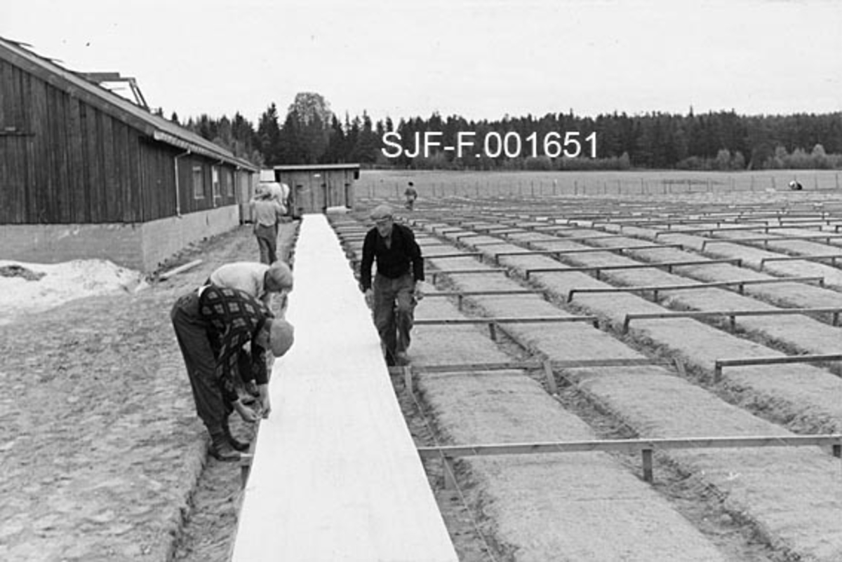 Strekking av dekkmateriale over plantesenger ved skogplanteskolen på Sønsterud i Åsnes, Hedmark, slik det foregikk i 1940.  Ved enden av feltet med såsenger er det slått ned ei rekke med skråttstilte pæler i bakken.  Bak disse pælene ligger det rajer, som de gråkvite dukene som skulle dekke såsengene ble bundet fast.  For å hindre at dekkmaterialet ble liggende nedpå såsengene til skade for oppkommende kimplanter, ble duken holdt oppe av horisontale lekter, som var spikret fast til pæler i gangarealene mellom sengene.  Da dette fotografiet ble tatt samarbeidet tre karer om å få dekkduken på plass.  Duken strekkes over ei planteseng som ligger parallelt med og like inntil en av lagerhallene på Sønsterud.  Vi ser også hvordan feltet for øvrig er gjort klart (med tverrgående lekter) for strekking av liknende dekkmateriale over resten av feltet med såsenger. 

Fotografiet er hentet fra et kartotek som ble samlet av Waldemar Opsahl, som var statskonsulent for skogkultursektoren fra 1936 til sin død i 1954.  Arkivet ble overlatt til Norsk Skogbruksmuseum i Tore Fossums bestyrertid.  Opsahl har antakelig tatt de fleste av bildene i arkivet.  Materialet består av pappkort med opplimte kopier av svart-hvitt-fotografier.  Kortet med dette fotografiet på er merket "A. K. 15" og "(791)".  En pålimt gul lapp har følgende tekst:

"Sønsterud Planteskole. Dekking av såsenger.  W. O. fot. 1940. "

