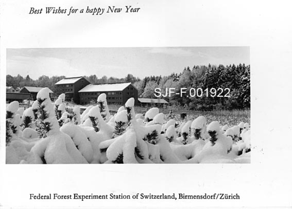 Fra den føderale eksperimentalstasjonen for sveitsisk skogbruk i Birmershof ved Zürich.  Dette er et vinteropptak med snødekte furuplantninger på et frilandsfelt i forgrunnen, og med forsøksstasjonens bygninger i bakgrunnen.  