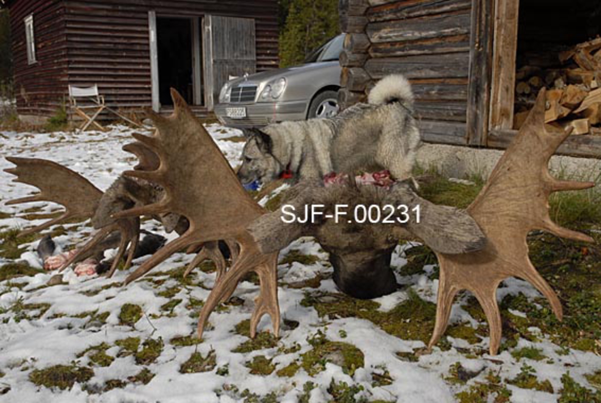 Elghunden Zenta med et 16 og 17 takkers trofégevir ved Firerkoia på Jernskallen i Åmot i Hedmark. Elgene er skutt av John Svendsberget under elgjakta i 2009.