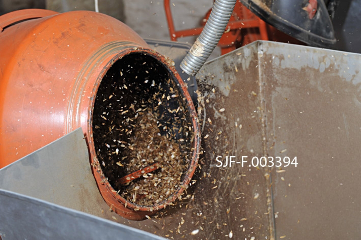 Våtavvinging i betongblander ved Skogfrøverket på Hamar våren 2011.  Fotografiet viser åpningen til beholderen på en oransjemalt, roterende betongblander som er fylt med fuktet frøhams.  Kombinasjonen av fuktighet og den elteprosessen rotasjonen skaper får frøvingene – som det ikke er hensiktsmessig å ha med når frøet skal brukes i skogplanteskoler – til å falle av.  Dette fotografiet ble tatt da prosessen var kommet så langt at det ble tilført luft for å tørke den fuktete og eltete frøhamsen.  Lufta, som kommer fra et par støvsugerliknende innretninger på en hjell over de tre betongblanderne som ble brukt, føres gjennom en slange mot beholderen på betongblanderen.  Etter hvert som innholdet tørker, får rotasjonen og luftstrømmen de lette frøvingene til å løftes opp og flagre ut av betongblanderne.  De samles opp i digre blikkbeholdere foran betongblanderne.  

Da dette fotografiet ble tatt hadde Skogfrøverket også fått en spesialmaskin for frøavvinging.  Ved denne anledningen var den imidlertid full av furukongler, og frøverksmedarbeideren som hadde hovedansvar for den praktiske frøproduksjonen fant det like greit å bruke betongblanderne. 
