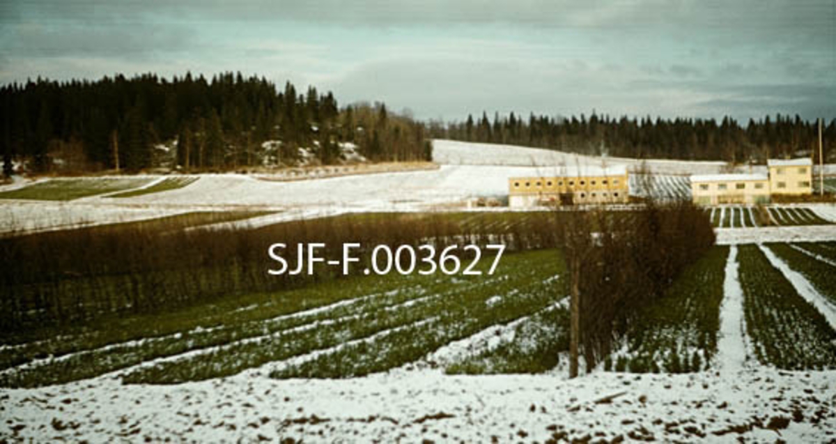 Frilandsdyrking av granplanter i Stiklestad planteskole i Verdal i Nord-Trøndelag.  Fotografiet viser hvordan plantesengene ble forsøkt beskyttet mot såkalt vintertørke ved hjelp av risskjermer.  Skjerminga besto av rekker av halvannen til to meter høye, tettstilte lauvtrær (sannsynligvis or) som sto parallelt med plantesengene med fire- fem sengers mellomrom.  Hensikten med en slik løsning var at risskjermen skulle bremse vinden, og dermed forhindre at snøen ble feid bort fra dyrkingsarealene.  Snøen gav nemlig plantene beskyttelse i perioder med mildvær.  På barmark vinterstid hadde nemlig de ”overjordiske” delene av plantene lett for å tine opp og innlede en åndingsprosess, som innebar at baret avgav fuktighet, uten at det ble tilført ny fuktighet fra røttene, som fortsatt sto i stivfrossen jord (tele).  Å verne skogplantene mot vintertørke på denne måten var vanlig i 1960-åra, spesielt på planteskoler som lå i strøk der det var mye vind, lite snø og hyppig veksling mellom perioder med pluss- og minusgrader i februar og mars.  I bakgrunnen ser vi de bygningene planteskolen på Stiklestad hadde i begynnelsen av 1960-åra, nemlig (fra venstre mot høyre) en driftsbygning fra 1958 (inneholdt lagerrom, samt spisesal, garderrober og vaskerom for arbeierne), et lagerhus fra 1939 og bestyrerbolig, som ble reist i 1941-42. 