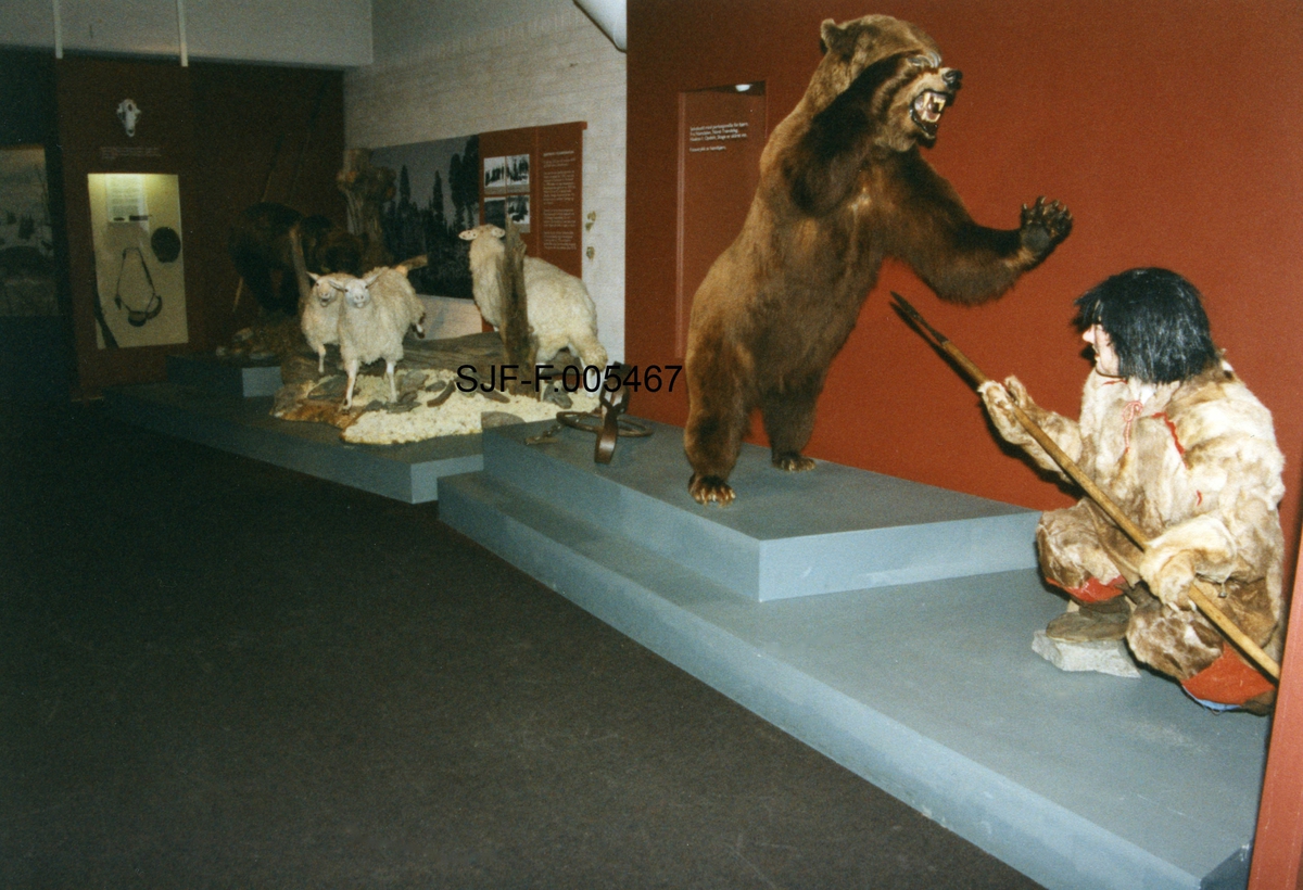 Jaktscene i Norsk Skogbruksmuseums jaktutstilling, som ble åpnet i 1972.  Fotografiet viser utstillingen slik den så ut i 1999.  Hovedmotivet (i høyre del av bildeflata) er en montasje som viser bjørnejakt med spyd.  Jegeren er en mannsfigur som sitter på huk med et spyd i hendene.  Han har støtt den bakre enden av spydskaftet mot underlaget og holder jernspissen skrått oppover.  Foran ham står en brunbjørn på bakbeina med framlabbene hevet til slag og glefsende kjeft.  Det man forsøker å illustrere er en jaktmetode der jegeren forutsatte at bjørnen ville angripe ved å kaste seg mot ham, og dermed få spydspissen i brystet.  I og med at bakenden av spydskaftet støtte mot bakken, trengte ikke jegeren være spesielt sterk, men rask og smidig, slik at han til enhver tid holdt spydspissen i den retningen bjørnen angrep fra.  Her hadde utstillingen opprinnelig en figur som var kledd i ei samisk drakt, antakelig for å markere at dette var en form for bjørnejakt som skal ha vært praktisert i samiske miljøer.  Denne drakta skapte en del diskusjon, dels fordi det ble reist tvil om den brukte drakta var av en type man ville ha brukt under jakt, dels fordi den tiltrakk seg møll og andre insekter, og ble svært preget av det.  I 1999 ble derfor den opprinnelige figuren byttet ut med ei skinnkledd, mer eskimoliknende dokke (lagd av Cecilie Rasch Halvorsen), som vi ser på bildet.  Også den viste seg å ha stor tiltrekningskraft på skadedyr, og etter om lag ti år ble også denne figuren byttet ut, da med en platesilhuett.  På podiet bak bjørnen ser vi ei diger fotsaks for denne arten.  På tilstøtende podium (til venstre) skimter vi tre sauer som jages av bjørn.  I ei lyskasse bakenfor dette igjen henger et jaktgevær, kruttøy og ei bjørneskinnslue.


Jens Rathke (1769-1885), som seinere ble den første professoren i zoologi ved det vi i dag kjenner som Universitetet i Oslo, var i årene 1800-1802 periodevis på studiereiser i Nord-Norge. Fra Malangen i Troms har han notert følgende:

«Bjørnen gjør undertiden Skade paa Qvæget i disse Egne. Den angribes deels med Skydegevær, men oftest med et Slags Landse, hvis Skaft er af Birk, 3 Alen langt, med fodlang firesidet Jernspidse foran; man sætter sig almindelig paa det ene Knæ med Landsen støttet mod Jorden, saaledes at Bjørnen, idet han angriber, jager sig Landsen i Brystet. Man havde og anlagt en Bjørnebaas eller et Slags Fælde med Agn og Stok i Enden af en Dal, der overalt var bevoxet med Tortn (Sonchus alp.), Bjørnens kjære Føde. Ved disse Midler var det nogenledes lykkes denne Familie i saa ensom Egn at forebygge Skade af dette Rovdyr.»