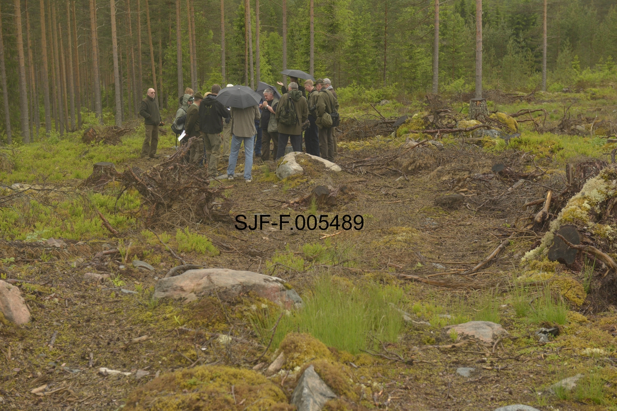 Forstlig befaring på ryddet, stormskadd areal like vest for Hellebekkoia i Sormerudskogen lengst sør i Elverum kommune.  Bildet viser ei gruppe fagpersoner fra den statlige skogetaten i Polen på befaring med fylkesskogmester Torfinn Kringlebotn, her med Halvor Svenkerud som guide.  Gruppa befinner seg på ei flate der samtlige trær som vinden felte er ryddet vekk, og hvor bare stubber og kvist ligger igjen etter dem.  Lyselskende markvegetasjon er i ferd sette sitt preg på terrenget.  Noen få overlevende furuer fikk stå igjen som frøtrær, og noen slike skimtes i bakgrunnen på dette bildet.  Fotografiet er tatt i begynnelsen av juni 2013, om lag halvannet år etter at stormen feide over ende om lag 15 000 kubikkmeter med tømmerskog på denne eiendommen.  I mellomtida var tømmeret ryddet fra de stormrammede flatene, og arealet var dermed klargjort for foryngelse.  På såpass store flater som denne skulle det skje ved hjelp av en svensk «donare», en diger rammestyrt traktor med stjerneformete grabbhjul som skulle lage rifter i markdekket og så furufrø i mineraljorda som ble blottlagt bak maskinen.  Da dette fotografiet ble tatt kunne man se oppslag av små furu- og granplanter etter frøfall fra omkringstående skog, men for å få en tilfredsstillende bestokning satses det altså på markberedning og såing av furu, til en viss grad også på planting av gran i luftig forband.  Mer informasjon om driften av Sormerudskogen finnes under fanen «Andre opplysninger». 

Stormen Dagmar herjet Sør-Norge i jula 2011.  Uværet, som i kyststrøkene ble kategorisert som orkan, gjorde betydelige skader, særlig i Sogn og Fjordane, Møre og Romsdal og Trøndelag, men også i innlandet, der den enkelte steder feide over ende mye skog.  Dette skjedde blant annet i Sormerudskogen lengst sør i Elverum, der dette fotografiet er tatt. 