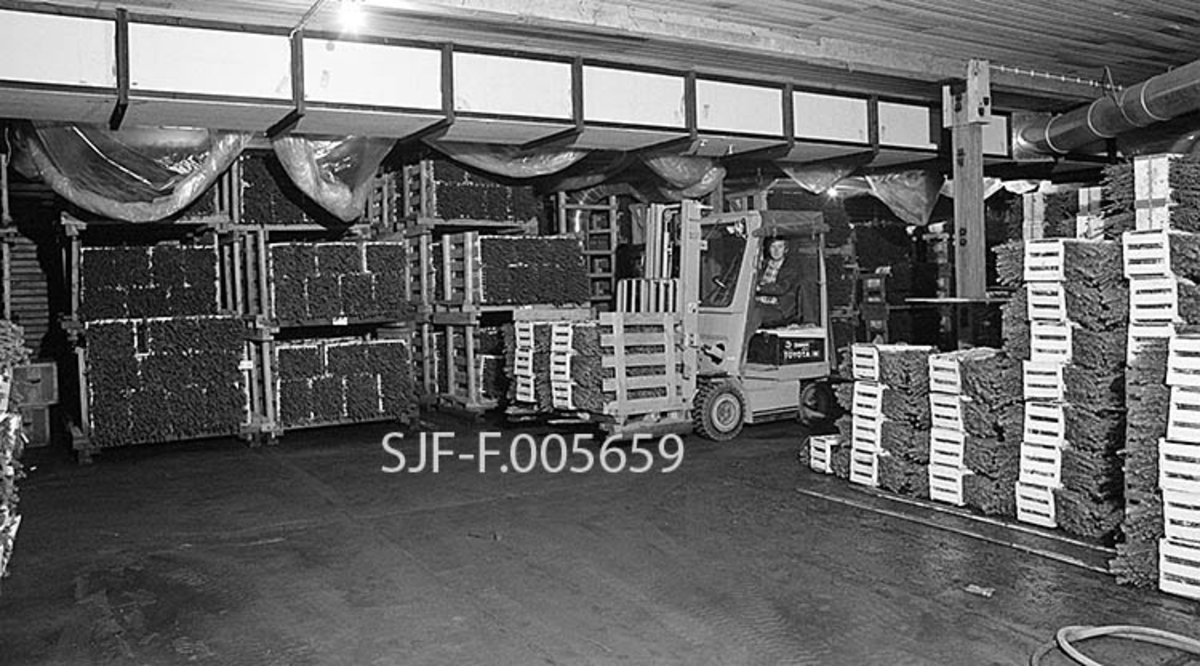 Interntransport i kjølelageret ved Sønsterud planteskole våren 1988.  Perioden mellom planteopptak i skogplanteskolene og utplanting på plantefelter i skogen var en sårbar fase i skogkulturarbeidet.  I denne fasen gjaldt det å redusere den fysiologiske aktiviteten i plantene til et minimum.  Det var viktig for overlevelsesevnen at de ikke rakk å skyte skudd før de kom i jorda.  Dette problemet ble tidlig, men med varierende hell, forsøkt løst ved at plantene ble lagret i mørke, fuktige og kjølige kjellere før de ble distribuert til kundene (skogeiere som organiserte planting).  Sønsterud planteskole, som etter 2. verdenskrig var en hovedarena for metodeutvikling i den statlige skogplanteproduksjonen i Norge, hadde alt i 1950-åra et kjølelager der det ble brukt naturis som kjøleelement.  Lageret var et velisolert, mørkt rom hvor plantene ble stablet med røttene mot istromler.  Dersom personalet var påpasselige med etterfylling av is og tildekking av røttene i de øverste lagene med fuktige striesekker, som skulle hindre uttørking, så tålte plantene å ligge på dette lageret i opptil 45-50 døgn før de ble sendt til plantefeltene.  Omkring 1960 ble det igangsatt bygging av plantelagere med elektriske kjøleelementer ved mange av de norske skogplanteskolene.  I slike lagere skulle temperaturen bare så vidt være over frysepunktet, slik at livvirksomheten hos plantene ble minimal, at stofftapet ble lite og at plantene ikke skjøt skudd før de skulle leveres.  Da produksjonen av pluggrotplanter i pottebrett ble mer og mer dominerende utover i 1970- og 80-åra var det vanlig at plantene ble lagret i brett som var oppstilt i reoler.  Mot slutten av denne perioden kom det imidlertid en mer kompakt pakkemetode, der rotpluggene på de plantene som tilfredsstilte sorteringsreglene ble viklet i en plastfilm.  Deretter ble plantene lagt, rot mot rot, i trerammer som skulle inneholde 500 stykker.  «Kolli» ble disse pakkeenhetene kalt på Sønsterud.  Her ser vi Kai Arne Bjørneseth transportere slike kolli inne i kjølelageret.  Bjørneseth ble etter hvert arbeidsformann ved planteskolen. 