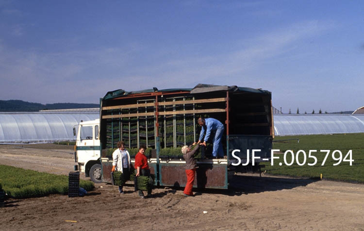 Lasting av ferdigsorterte pottebrett på lastebil ved skogplanteskolen på Sønsterud i Åsnes (Hedmark).  Lastebilen er en Volvo-modell, som planteskolen kjøpte høsten 1980, og som seinere har vært brukt ved anlegget i over 30 år.  Ragnhild Edvardsen løfter pottebrett opp på lasteplanet.  Der setter Bjørn Krav dem i transportreoler, som er oppstilt tett i tett på bilen.  Bak står Else Sjøli og Kari Skybakmoen klar med flere brett.  Omkring bilen ser vi de store, flate frilandsområdene brettene hadde stått på etter en innledende spiringsfase i veksthusene vi ser i bakgrunnen.  Det vanlige var at nysådde pottebrett sto cirka en halv sommersesong i slike veksthus, og at de var to år gamle når de var klare for distribusjon til kundene, som her. 