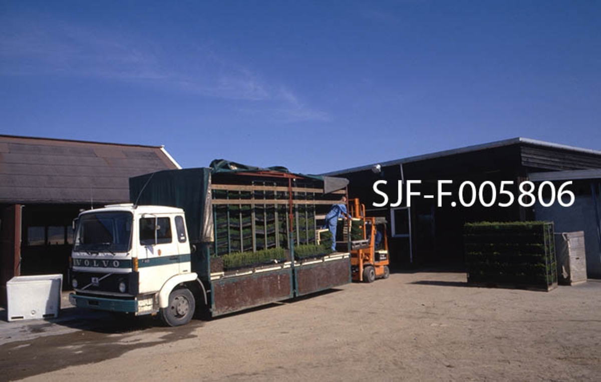 Lasting av reoler med pottebrettplanter ved skogplanteskolen på Sønsterud i Åsnes (Hedmark) våren 1988.  Vi ser to menn i arbeid.  Den ene av dem løfter plantereolene med pottebrett eller trerammer ("kolli") opp på lasteplanet ved hjelp av en truck, den andre skyver dem sammen, slik at lastebilen ble så kompakt lesset som det lot seg gjøre så lenge plantene ble transportert i dyrkingsbrettene.  Kjøperne skulle i prinsippet returnere brettene når de var tømt.  Planteskolen måtte ofte bruke en god del ressurser på å purre på tilbakeleveringer.  På den tida dette fotografiet ble tatt, i andre halvdel av 1980-åra, fikk Sønsterud planteskole ei ny pakkelinje hvor rotklumpene på plantene ble pakket i tynn plastfolie, før plantene ble lagt i trerammer som skulle romme 500 stykker.  Slike «kolli» var mer kompakte, både under lagring på kjølelager og når plantene skulle kjøres ut til kundene.  Volvo-lastebilen på fotografiet ble innkjøpt til Sønsterud planteskole høsten 1980, og den har siden vært brukt til plantedistribusjon i mer enn tretti år. 