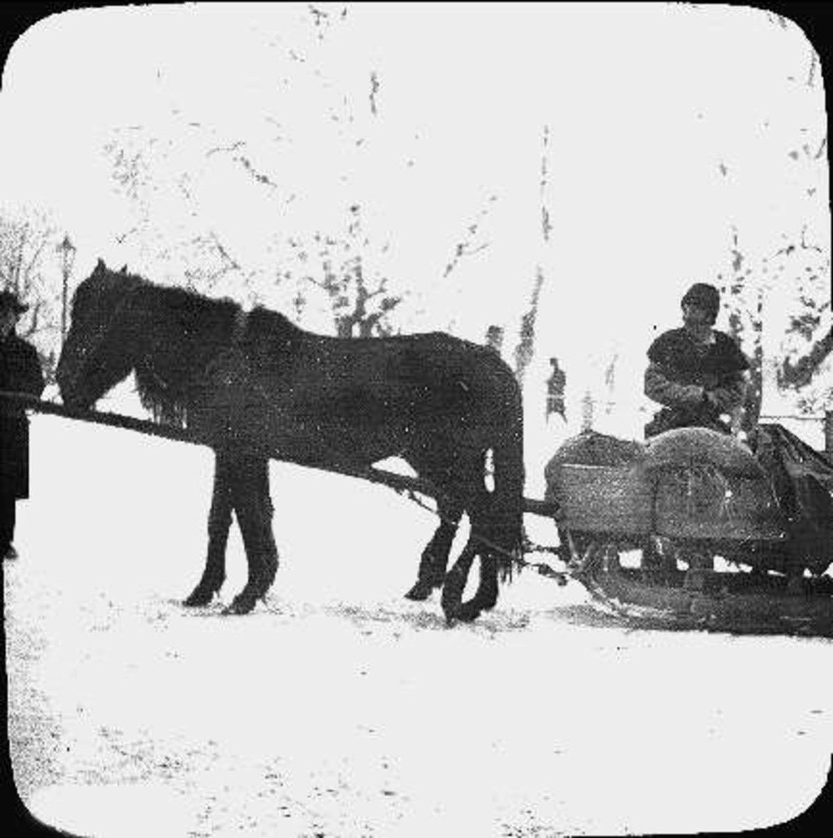 Bondhästar konicki Lemberg, Ukraina 1906