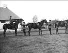 Ryttmästare greve Lusorkis hästar