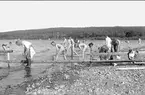 Tvätt och bad vid sommarbivack på lägerplatsen vid Örlen, Fagersanna, under sommarmarschen 1931.