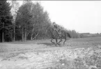 Officer med tjänstehäst under galoppträning på Kolonnvägen från kasern mot Källedalsbäcken. 