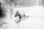 Patrullfälttävlan till häst 1934, simning med häst. Stranden närmar sig - hästen bottnar - ryttaren skyndar sig att komma upp på hästens rygg.