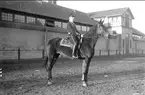 Livhusar i uniform m/1895 (m/ä) med tilldelad stamhäst öster om skvadronstallet