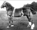 Dux. Född: 1905. Prem A.B. Clydesdale, Svenskfödd. Brun med stjärna och tre vita fötter. Mh: 160 cm. Fader: Duke of Portland. Moder: Bläsa, eft, Royal Mc Gregor. Ägare: Lantbrukare, Aug. Pehrsson, Attarp, Håkanstorp, Västergötland.