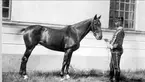 Henrik Hegardt med hästen Halaki, född 1883 på Irland.