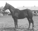 Fotograferad före avgång från regementet våren 1935. Kasserad på grund av ålder.