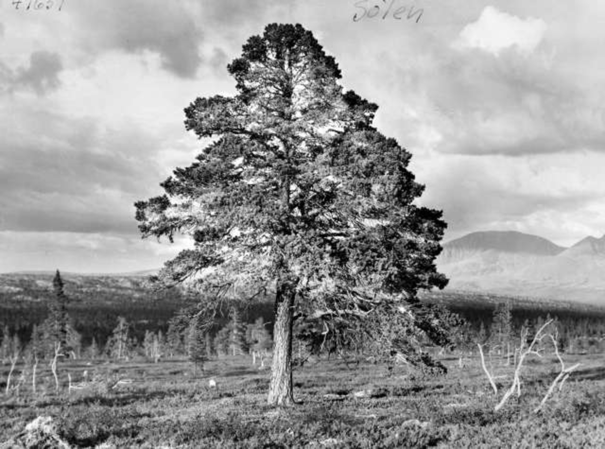 Sølen, Hedmark.