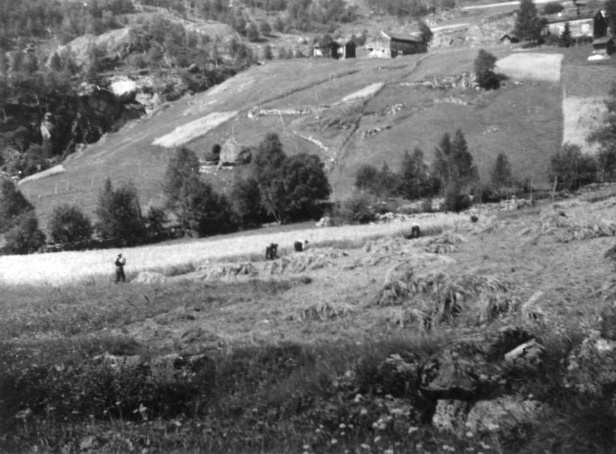 Skuronn på Havrevoll. Tveitane i bakgrunnen. Suldal i Rogaland.