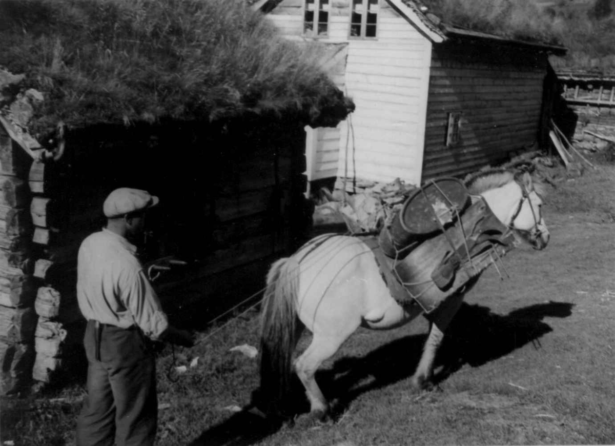 Hest med kløv på Havrevoll. Suldal, Rogaland.