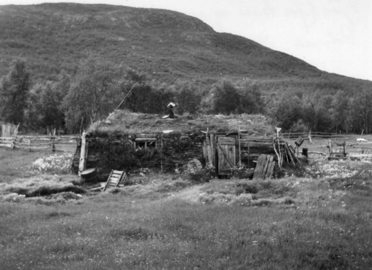 Fjøsgamme for kuer og sauer, Levajokgiedde 1952.