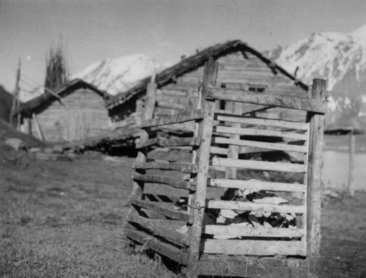 Kjegrind, satt ut på bakken under rengjøring av fjøs hos Nils Stensland. Njosken 1952.