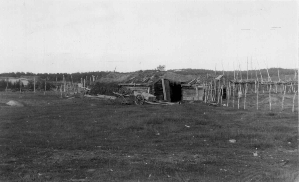 Fjøset på Mathis P. Buljos gård, Storneset. Hemmugiedde 1953.