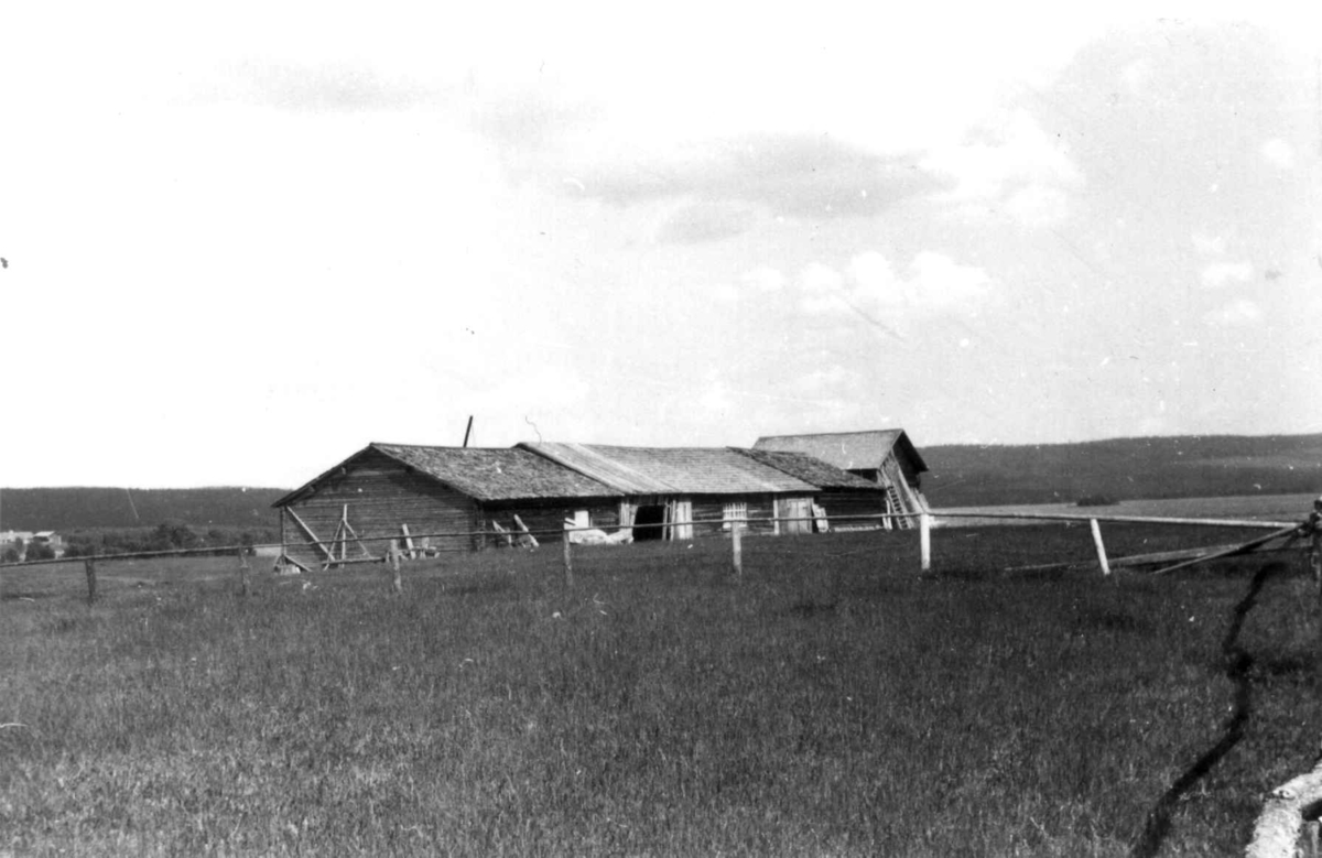 Fjøsbygning. Gråträsk ved Arvidsjaur 1958.