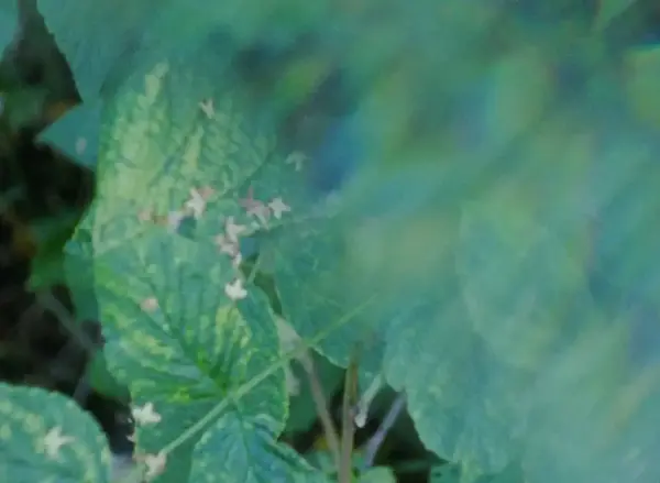 Nærbilde av grønne blader.