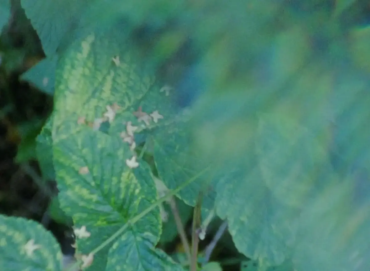 Nærbilde av grønne blader.