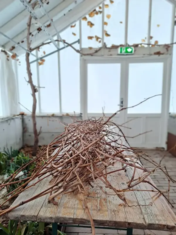 Kurs i druebeskjæring på Gartneriet. 