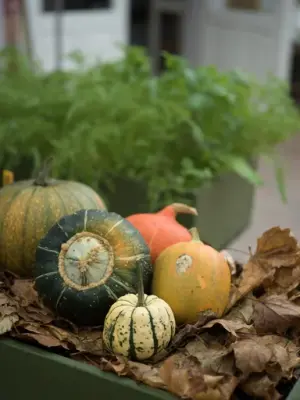 Nyhøstede gresskar. 