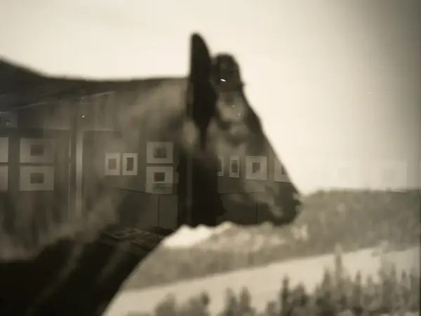 Detaljer fra fotoutstillingen "Godseierens bikk" i Galleri Østfløyen på Bogstad gård. 
