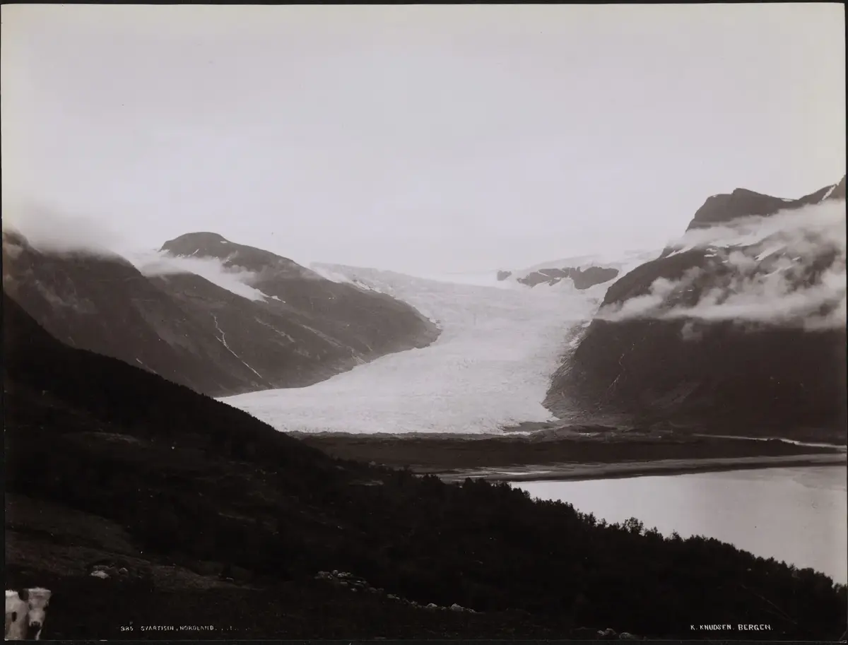 Svar-hvit-bilde av en isbre. Nede i venstre hjørne kikker en ku inn i kameraet. 