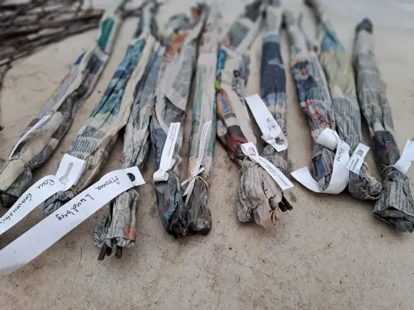 Grener pakket i avispapir klare til poding.  