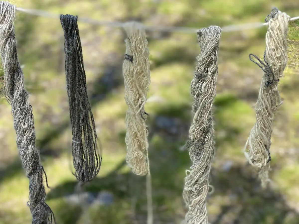 Plantefarget garn som henger til tørk