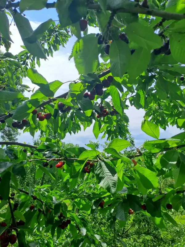 Et tre med kirsbær på. 