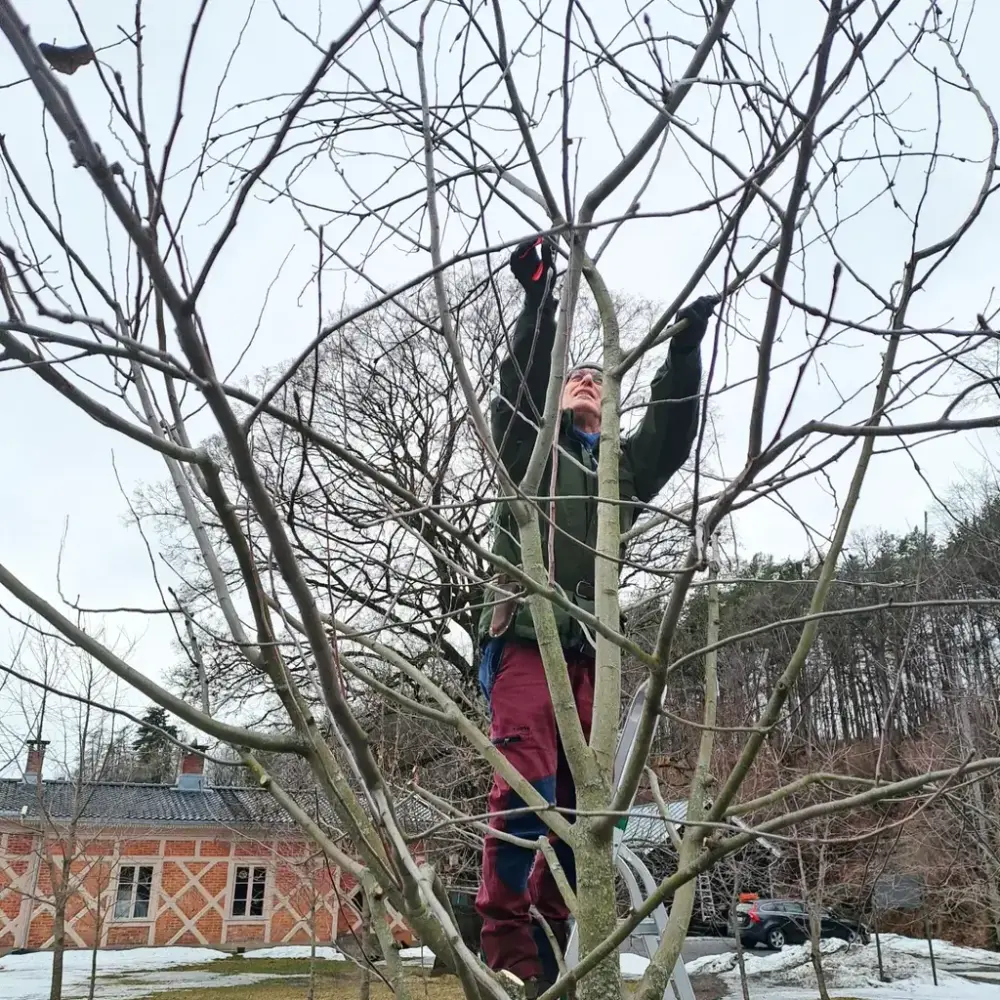 En mann beskjærer et tre. Det ligger snø på bakken. 