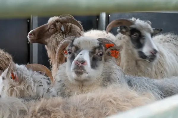 Fire hvite sauer med horn. 