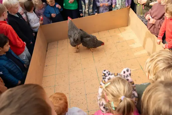To høner på et spillbrett spiler hønselortbingo. 