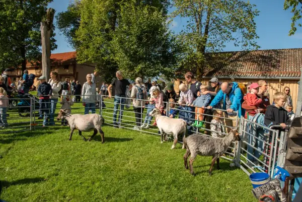 Barn og voksne hilser på sauer som går bak et gjerde. 