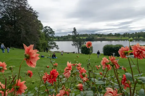 Røde blomster. Bogstadvannet i bakgrunnen. 