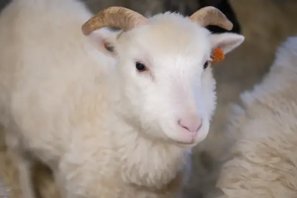 En hvit sau med horn
