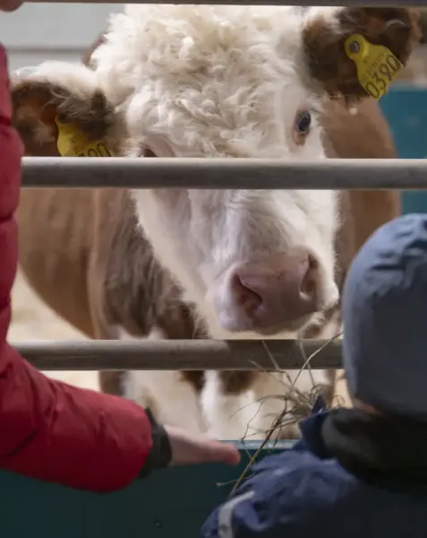 To barn hilser på en ku i fjøset. 