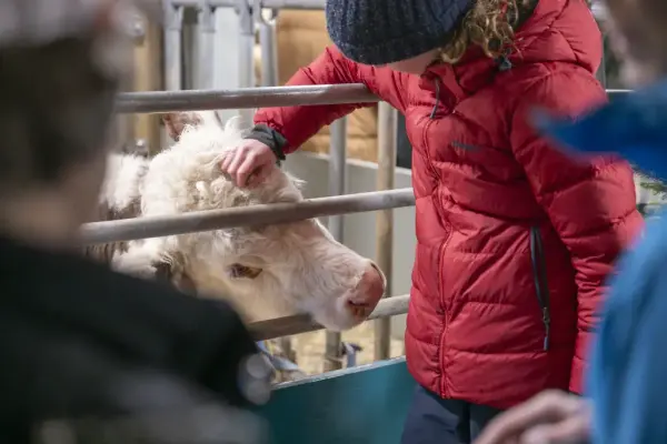 Et barn klapper en ku. 