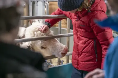 Et barn klapper en ku. 