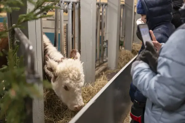 Publikum hilser på en ku i fjøset. 