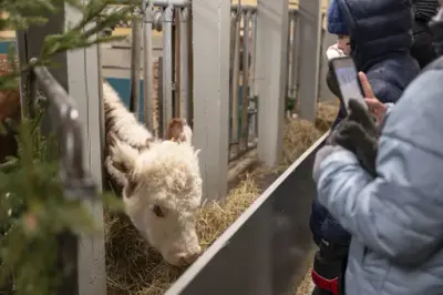 Publikum hilser på en ku i fjøset. 