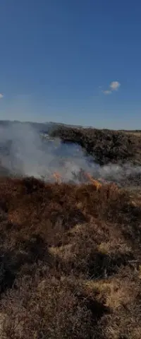 Lyngheiane som økosystem